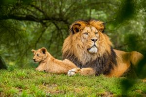 Male lion and lion cub resting, illustrating the theme of the Lion King musical and its family-centric cast.
